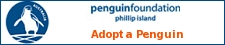 adopt a penguin